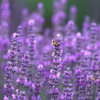 Skvělá zpráva, náš letošní levandulový hydrolát je konečně skladem. Není ho mnoho, protože jsme něco nechali i včelkám....